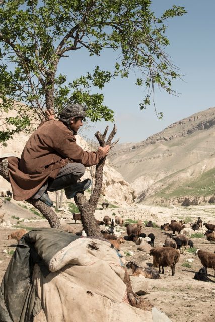 #SustainabilityInVogue 揭開 Burberry 與全新環保羊絨 Cashmere 項目背後的故事